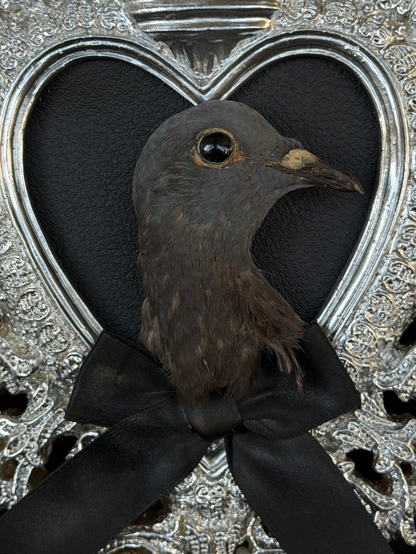 PIGEON HEAD - Silver Heart Mother of Hades Open Display Frame