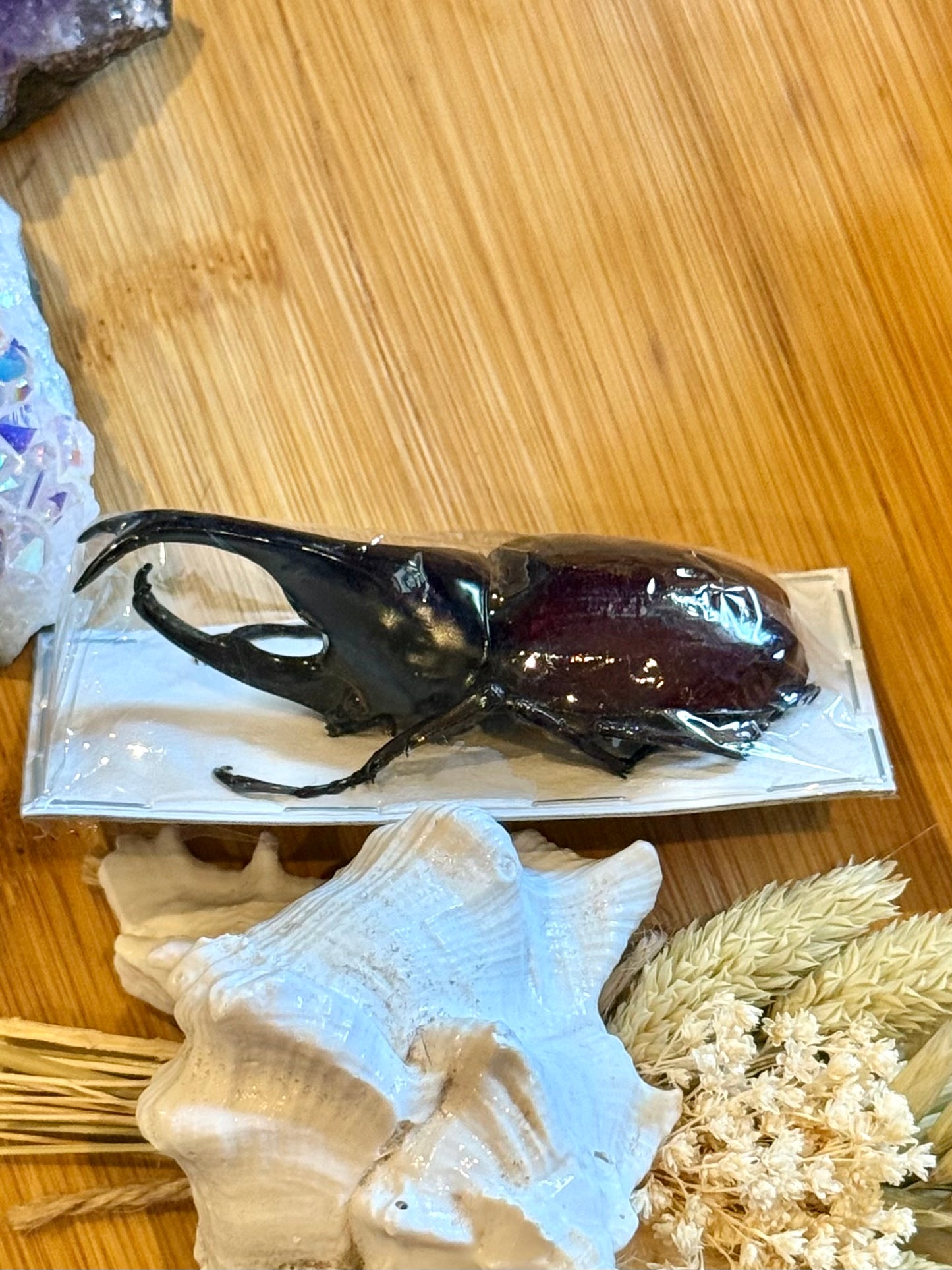 Rhinoceros beetle- Xylotruoes sumatrensis 70mm specimen
