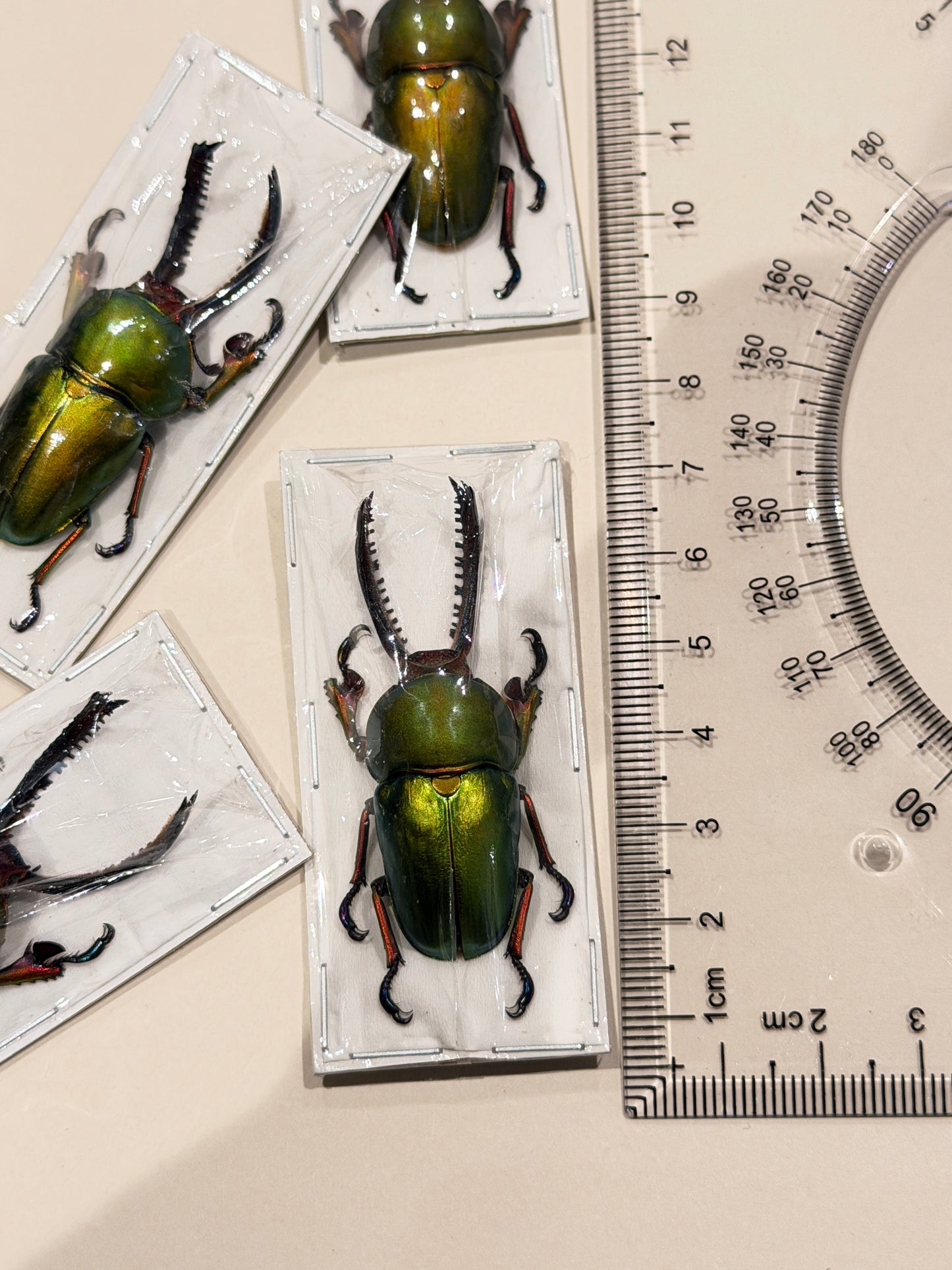 NEW GUINEA STAG BEETLE - Lamprima Adolphinae