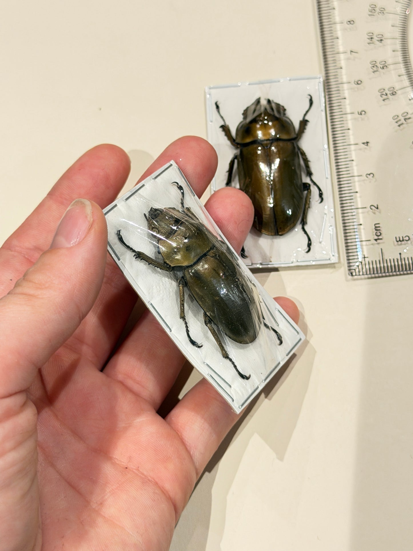 GOLDEN STAG BEETLE FEMALE - Allotopus Rosen Bergi