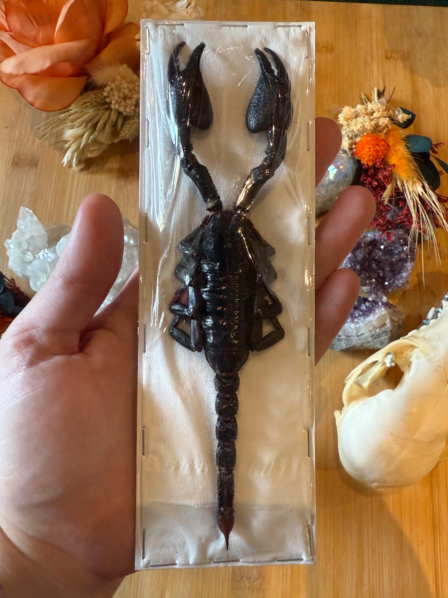 Forest Scorpion- Genus Heterometrus Specimen