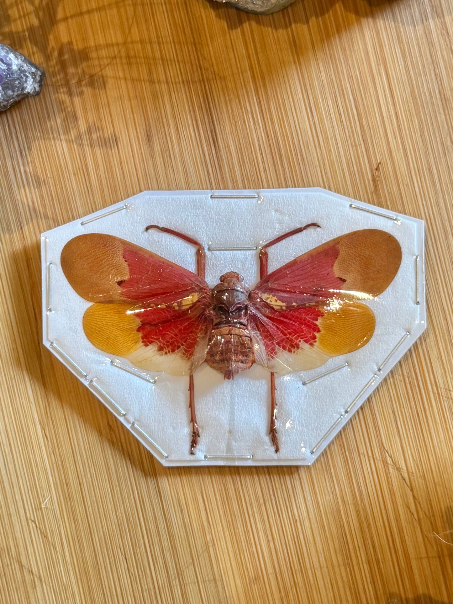 Orange Planthopper- scamandra sanguiflua specimen