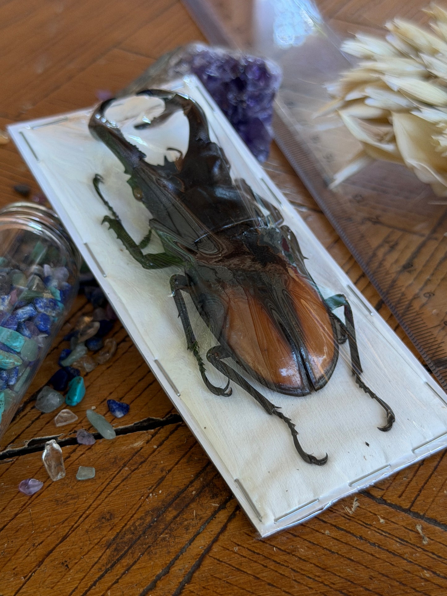 Giant Fighting Stag Beetle - Hexarthrius Parryi Paradoxus