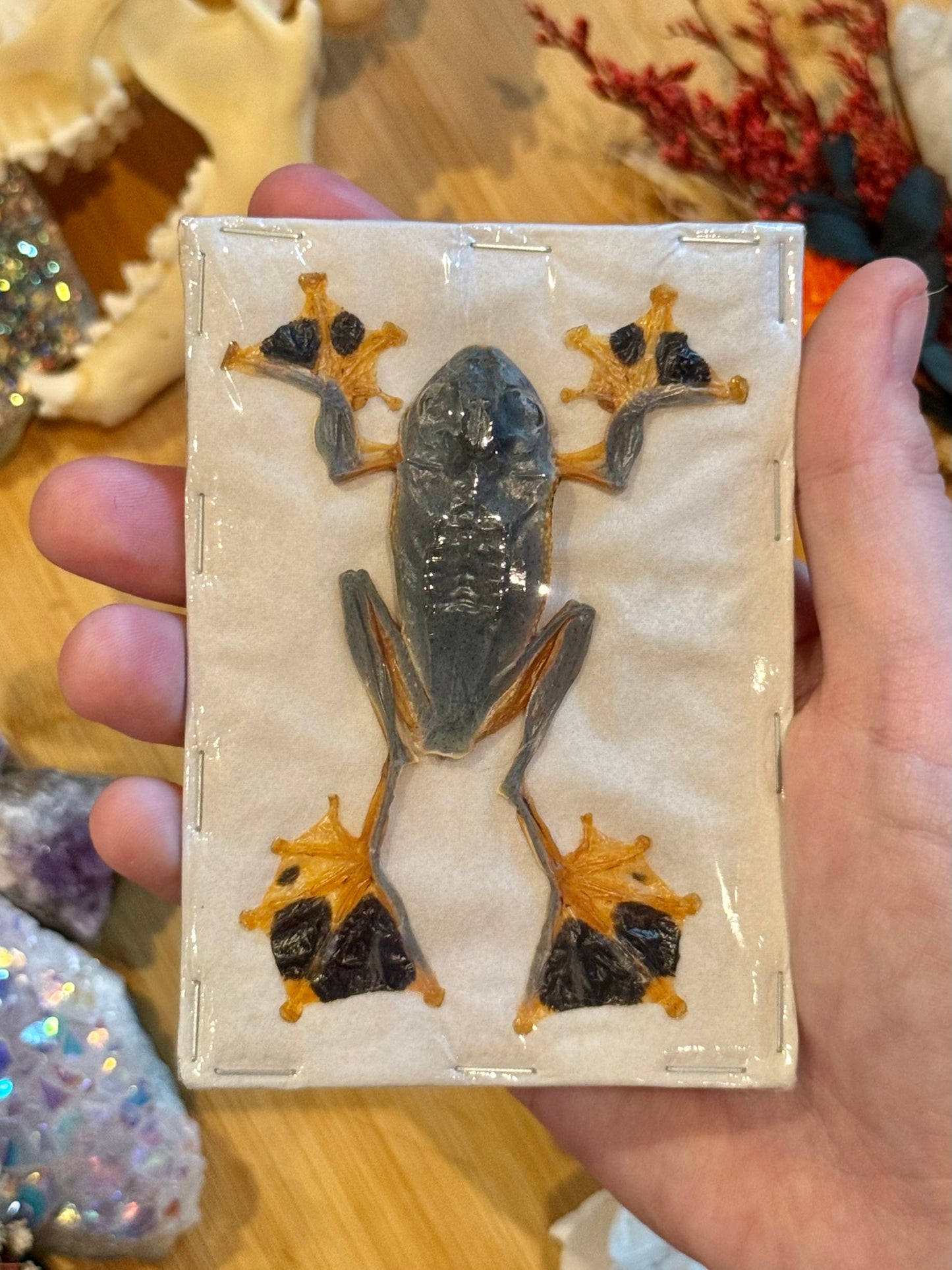 Reinwardt's flying frog- Rhacophorus reinwardtii specimen