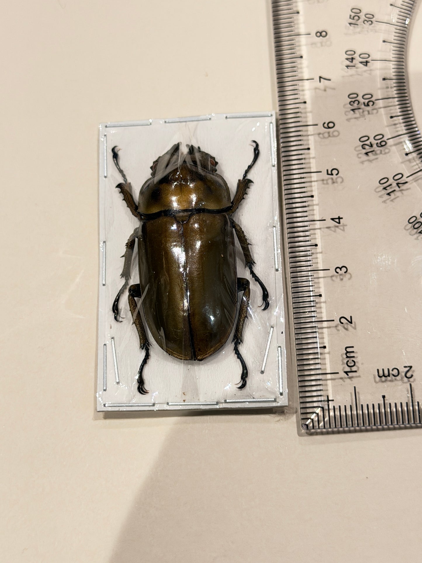 GOLDEN STAG BEETLE FEMALE - Allotopus Rosen Bergi