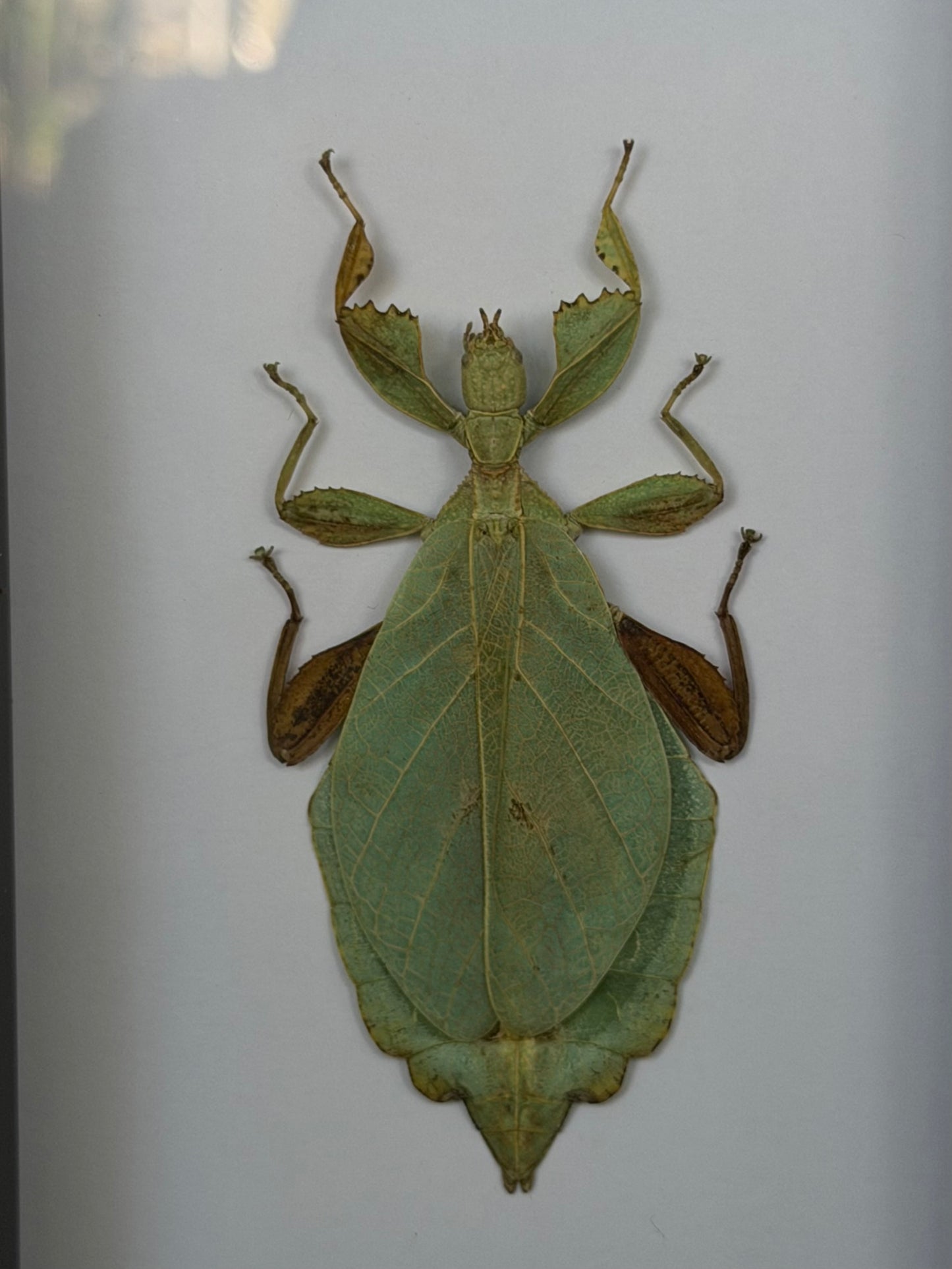 Leaf Insect Phyllium nisus 4x6” Framed Specimen