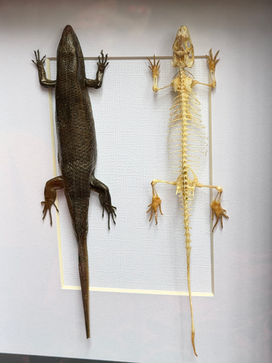 SKINK DUO Indian Brown Skink & Skeleton - Eutropis multifasciata -  Framed Specimen