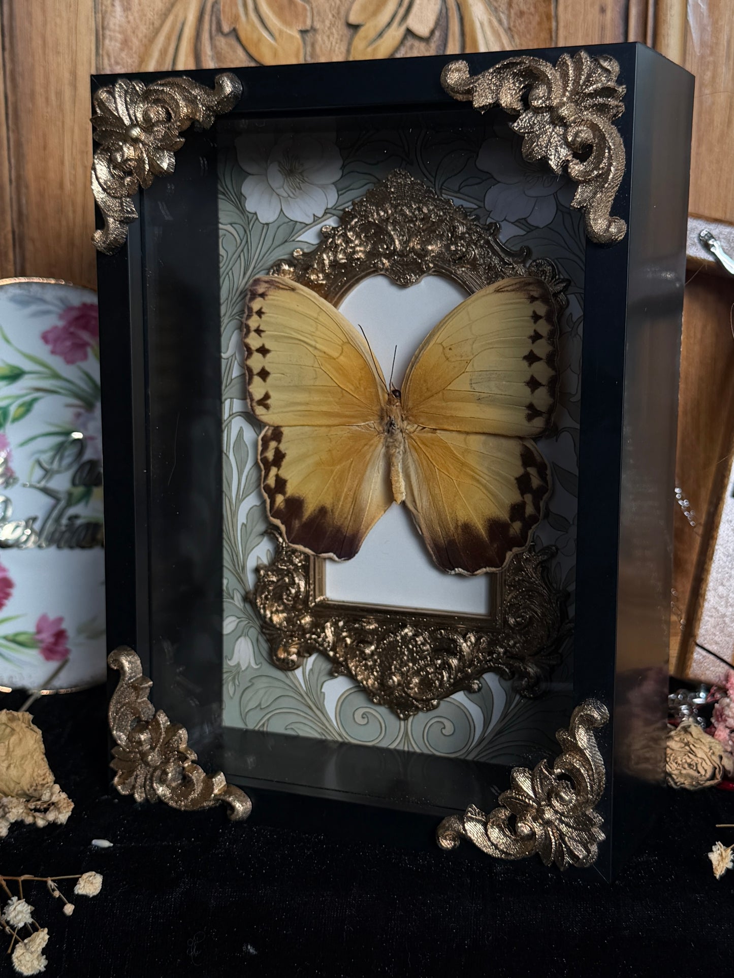 ORANGE-BARRED SULPHUR - Gold Arch Butterfly Frame (broken antenna)