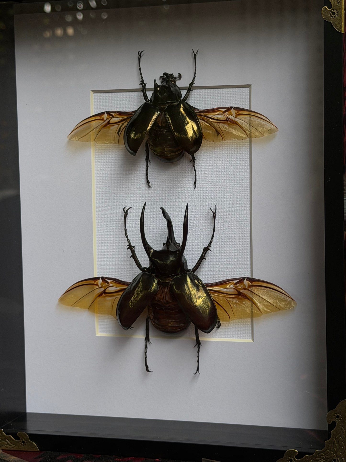 BEETLE DUO - Atlas Beetles A4 Framed Specimen