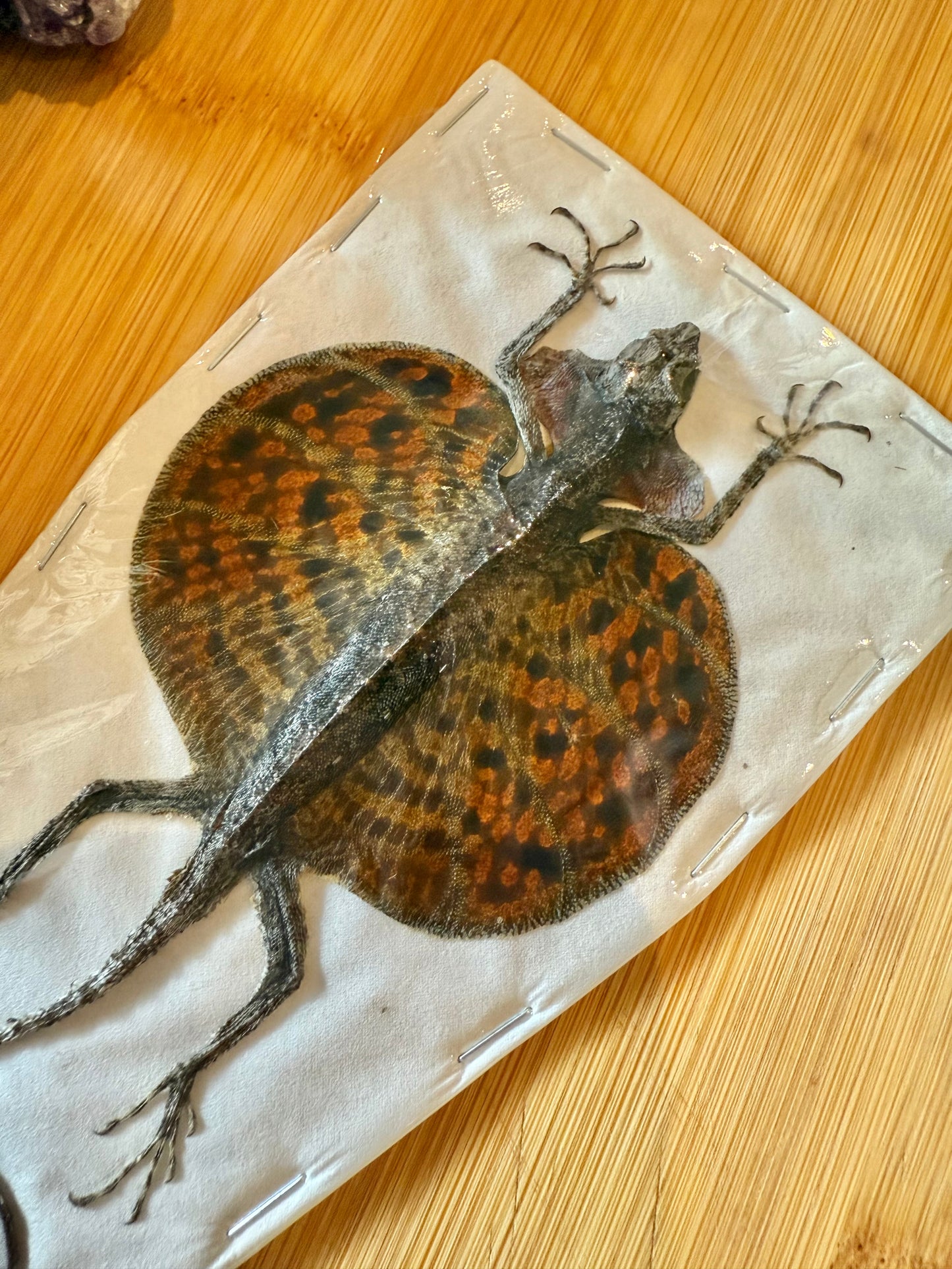 Flying Lizard- Draco volans Specimen