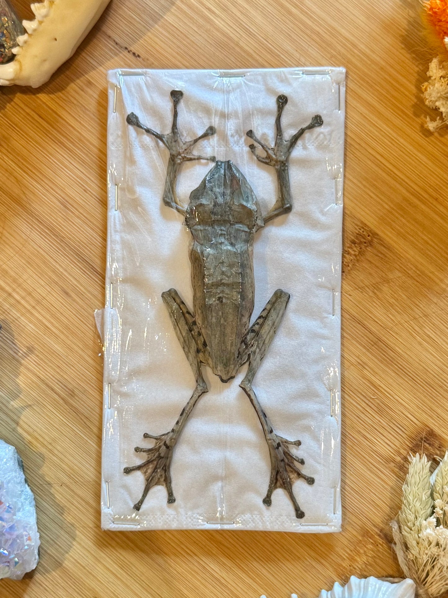 File-Eared Tree Frog- Polypedates otilophus specimen
