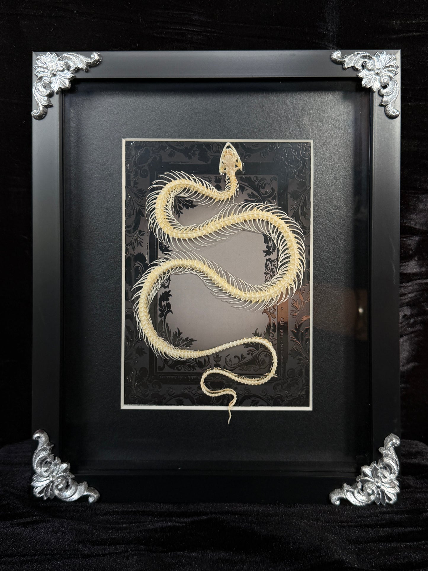 GREY WATER SNAKE - Snake Skeleton Frame
