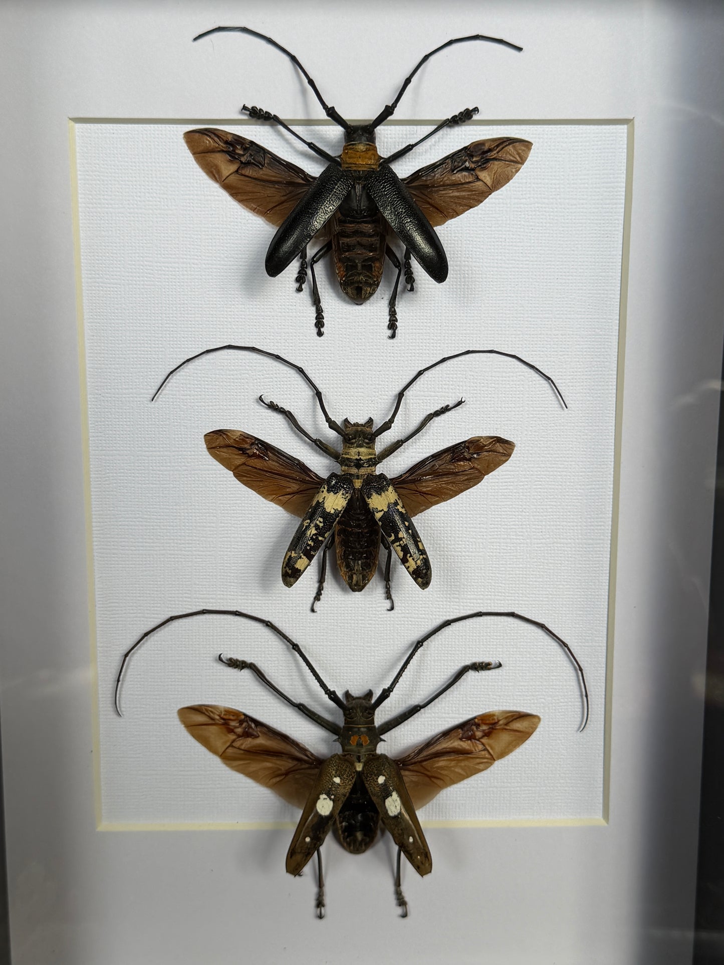 LONG HORN BEETLE TRIO - Framed Specimen