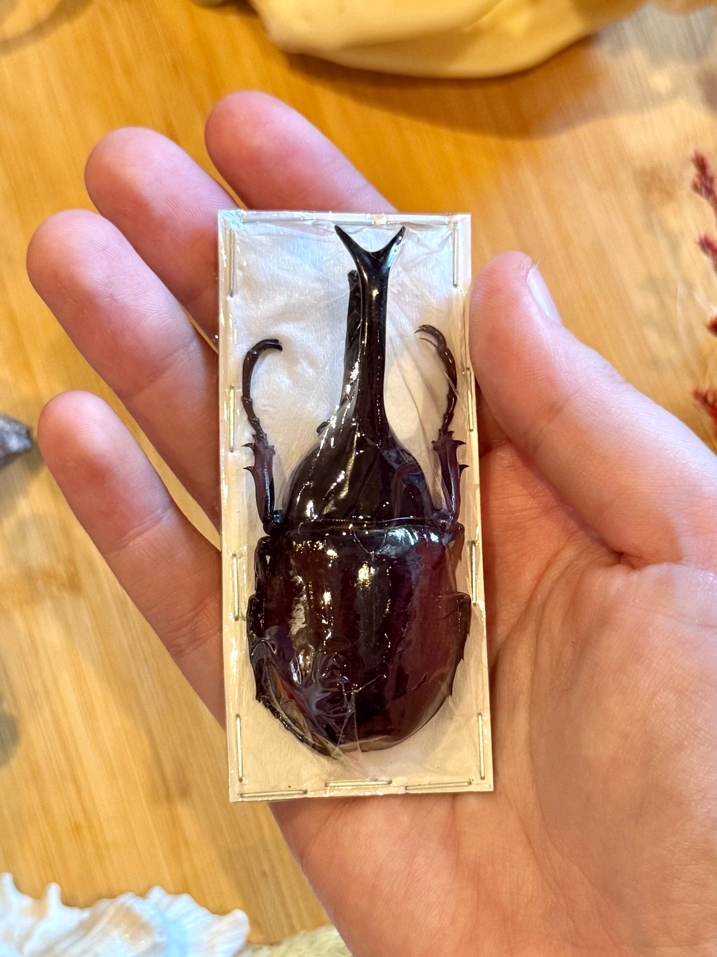 Rhinoceros beetle- Xylotruoes sumatrensis 70mm specimen
