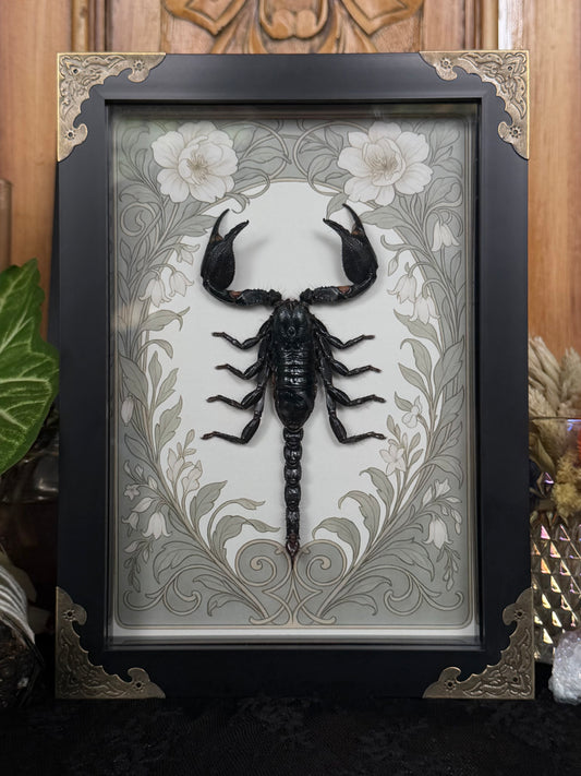 Forest Scorpion - Genus Heterometrus Frames Specimen (SAGE)