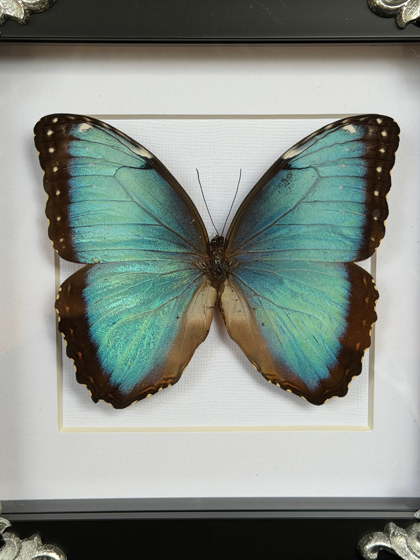 MORPHO BUTTERFLY - Framed Specimen White Edition