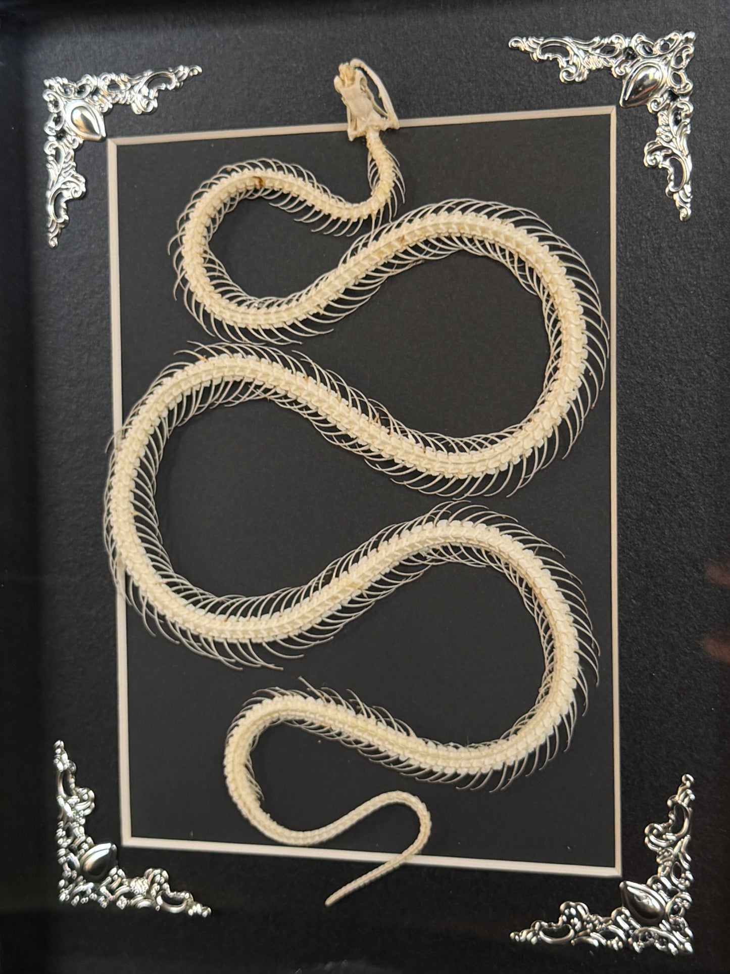 MALAYAN KRAIT - Snake Skeleton Frame