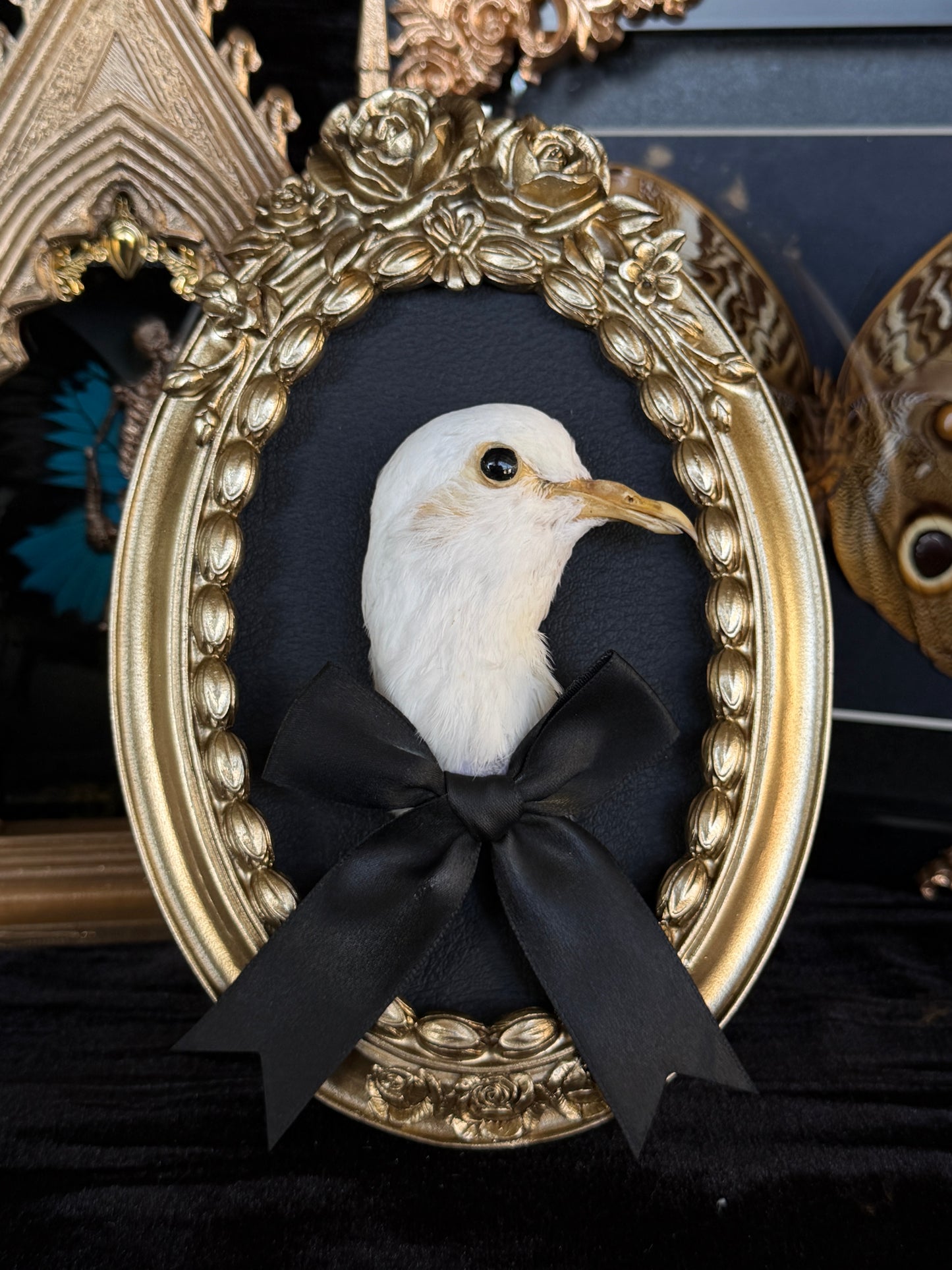PIGEON HEAD - Round Mother of Hades Open Display Frame