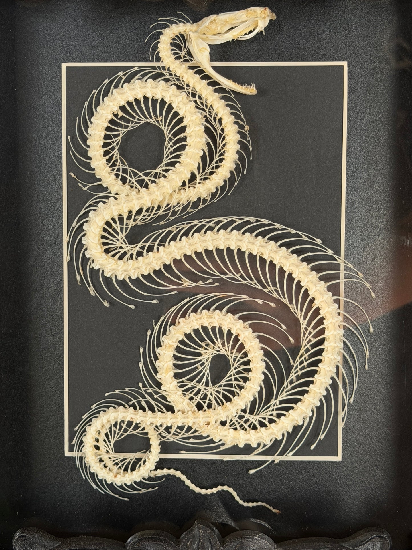 WHITE LIPPED PIT VIPER - Snake Skeleton Frame