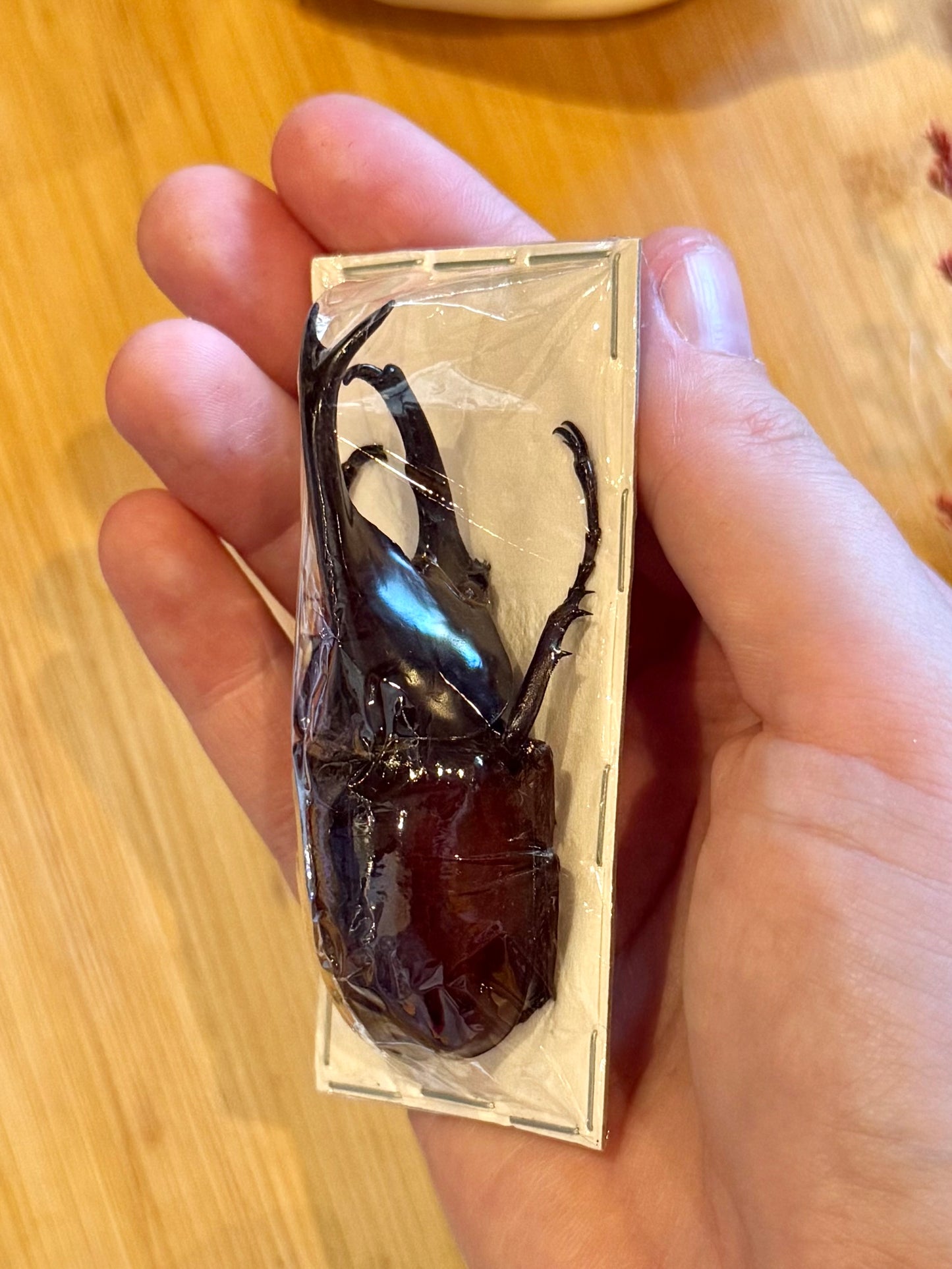 Rhinoceros beetle- Xylotruoes sumatrensis 70mm specimen