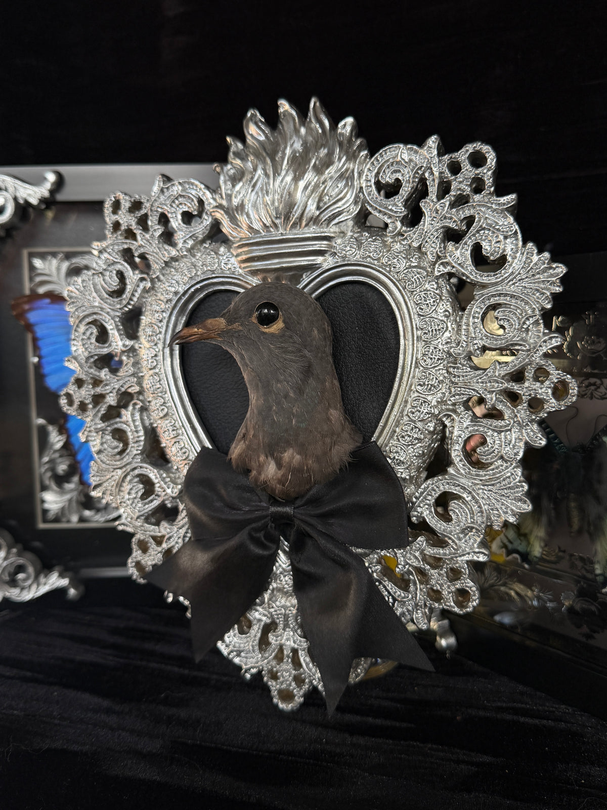 PIGEON HEAD - Mother of Hades Silver Heart Open Display Frame