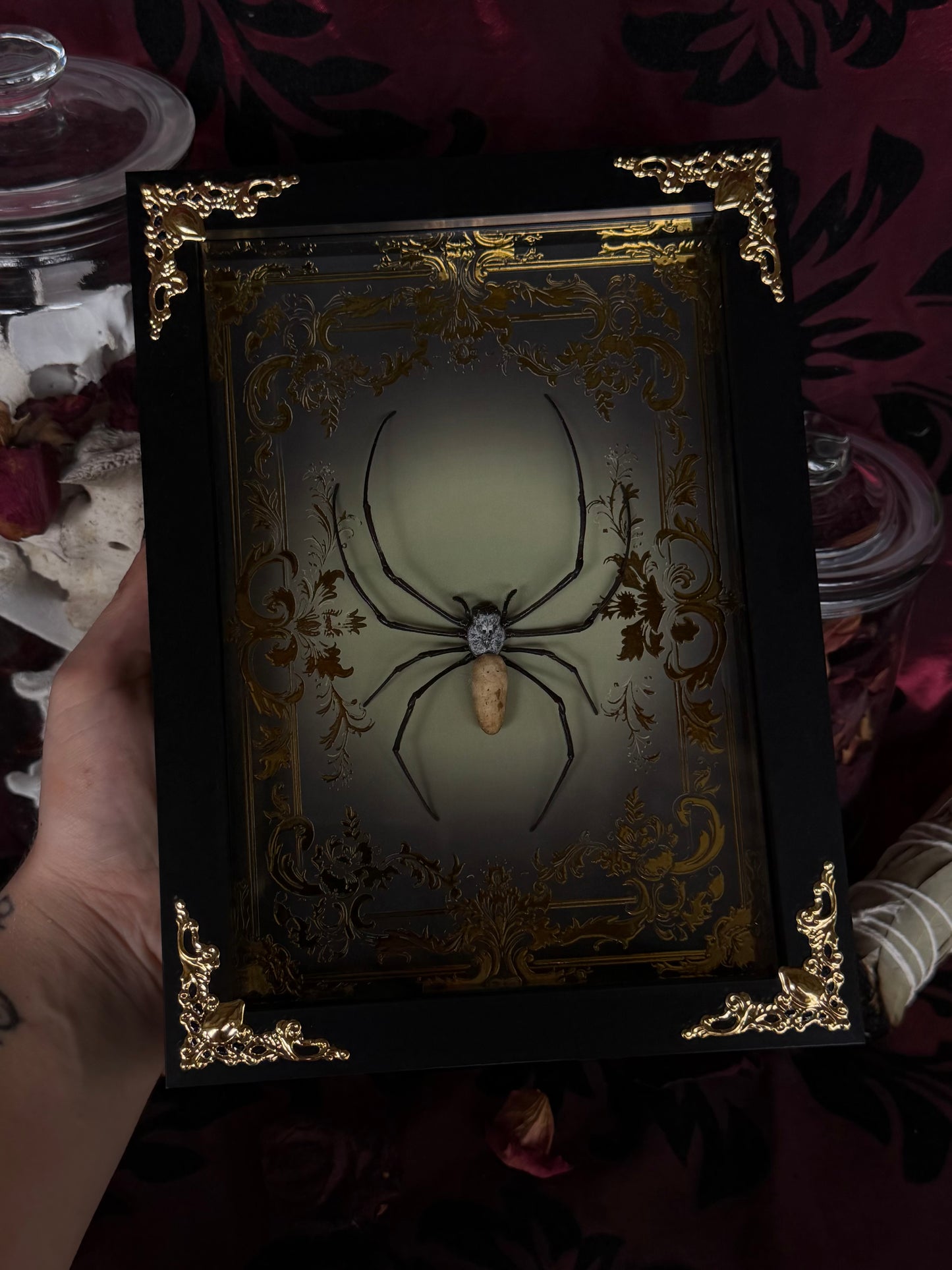 Orb Weaver Spider Nephila vitiana Frames Specimen