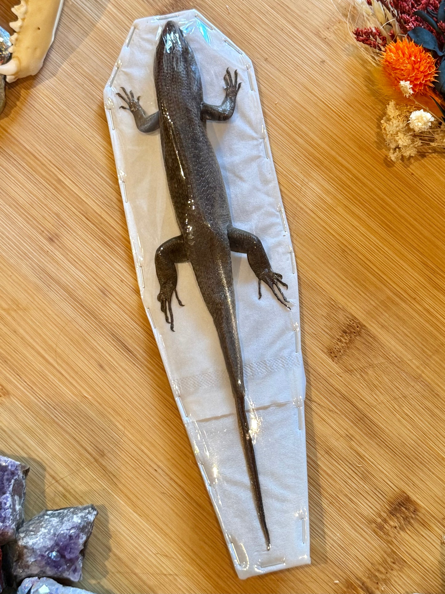 Indian Brown Skink- Eutropis multifasciata specimen
