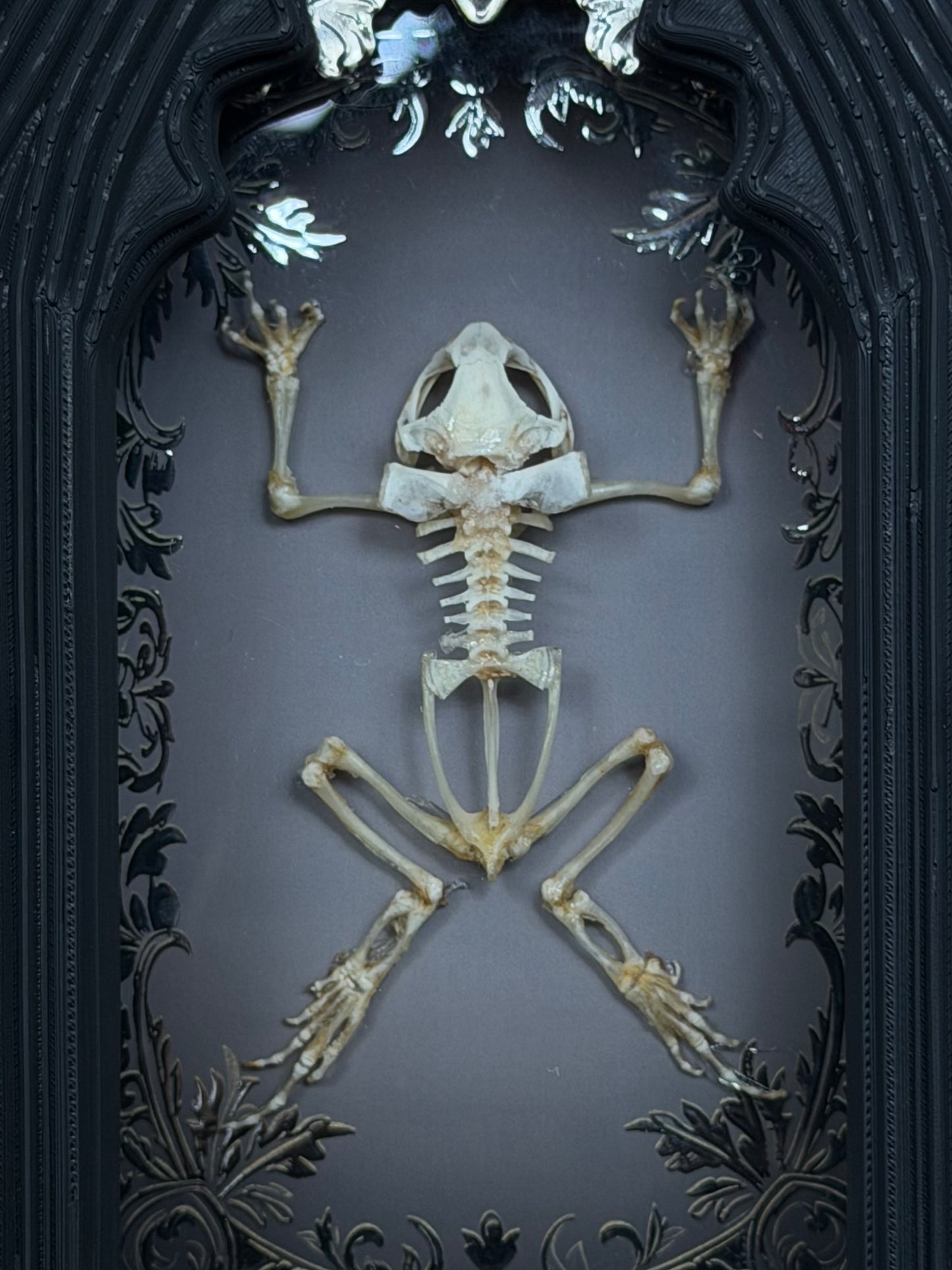 Asian Common Toad Skeleton Cathedral - Duttaphrynus melanostictus A5 Framed Specimen