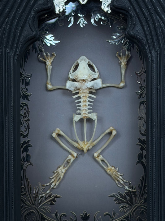 Asian Common Toad Skeleton Cathedral - Duttaphrynus melanostictus A5 Framed Specimen