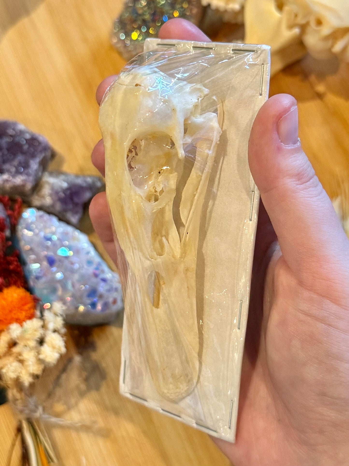 Mallard Duck Skull- Anas platyrhynchos specimen