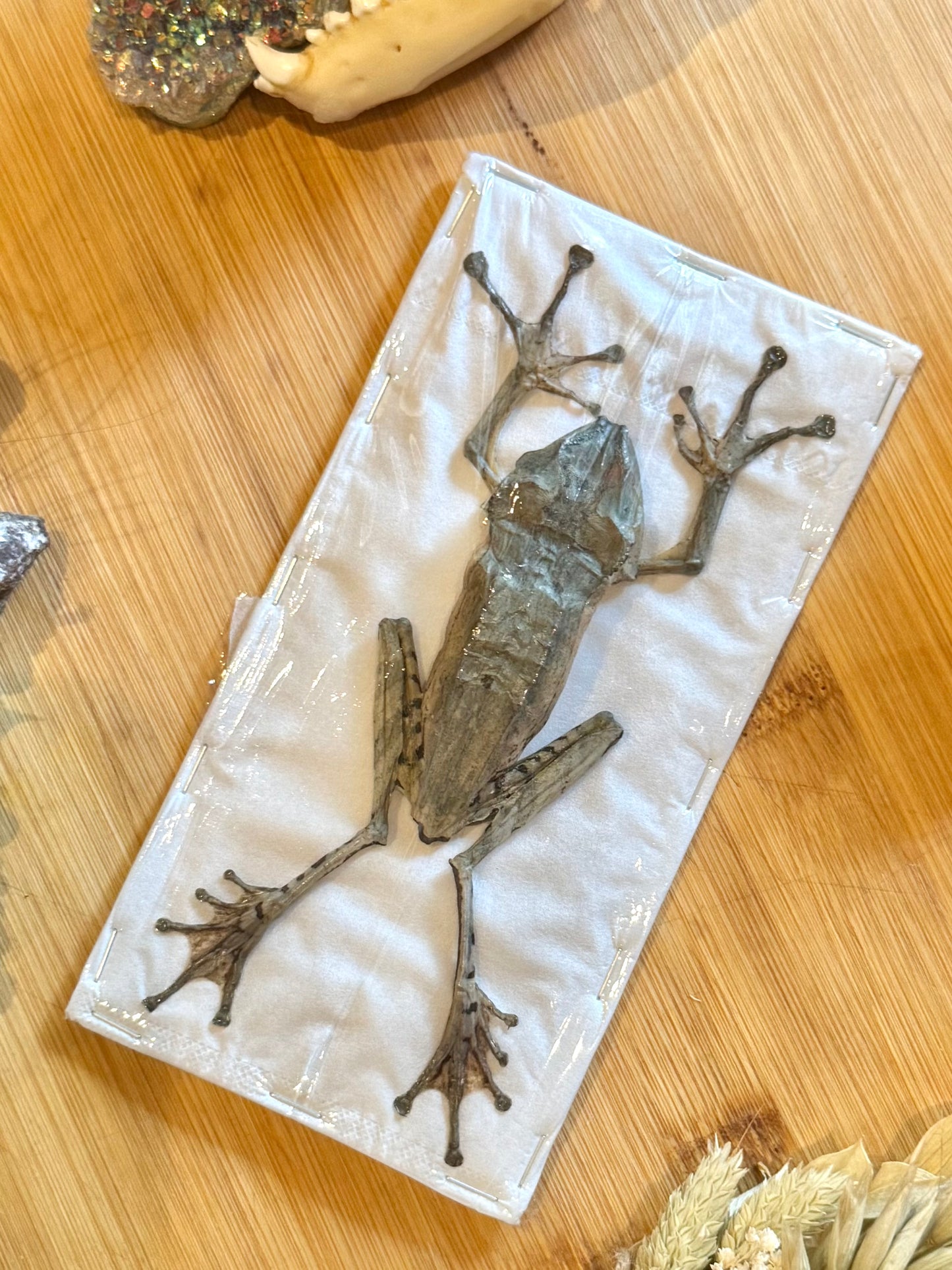 File-Eared Tree Frog- Polypedates otilophus specimen