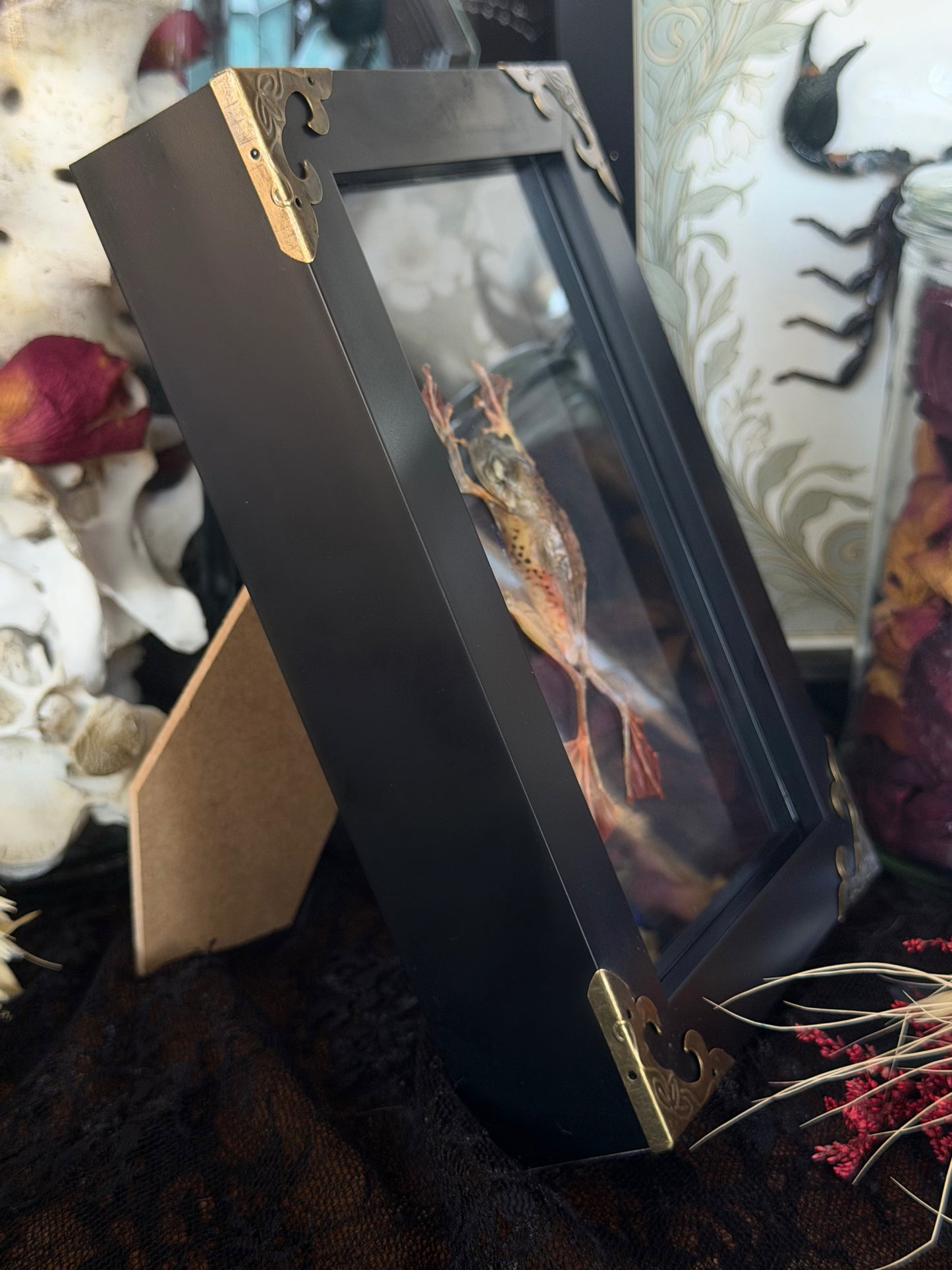 Harlequinn Tree Frog Rhacophorus pardalis Framed Specimen