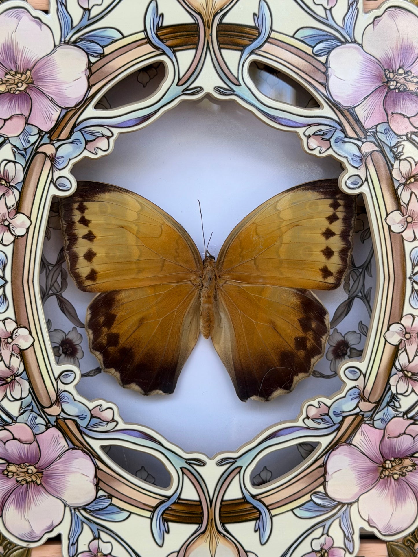 ILLIONEUS OWL BUTTERFLY -  Caligo Illioneus Praexiodus Hybrid? Framed Specimen *DAMAGED*