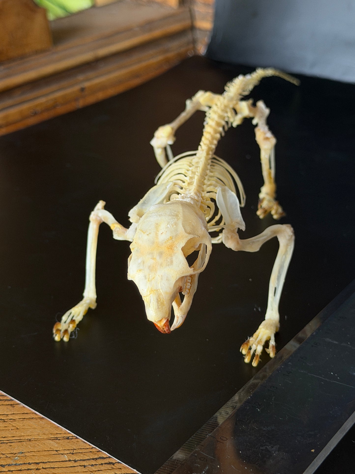 Scandentia/Tree Shrew skeleton - A MINOR QUALITY