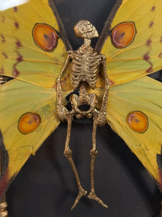 GOLD COMET MOTH MAUSOLEUM - Mother of Hades Dead Fairy Frame