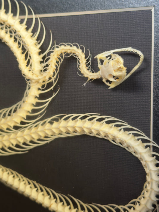 Chinese Rat Snake Ptyas Korros Framed Skeleton Specimen
