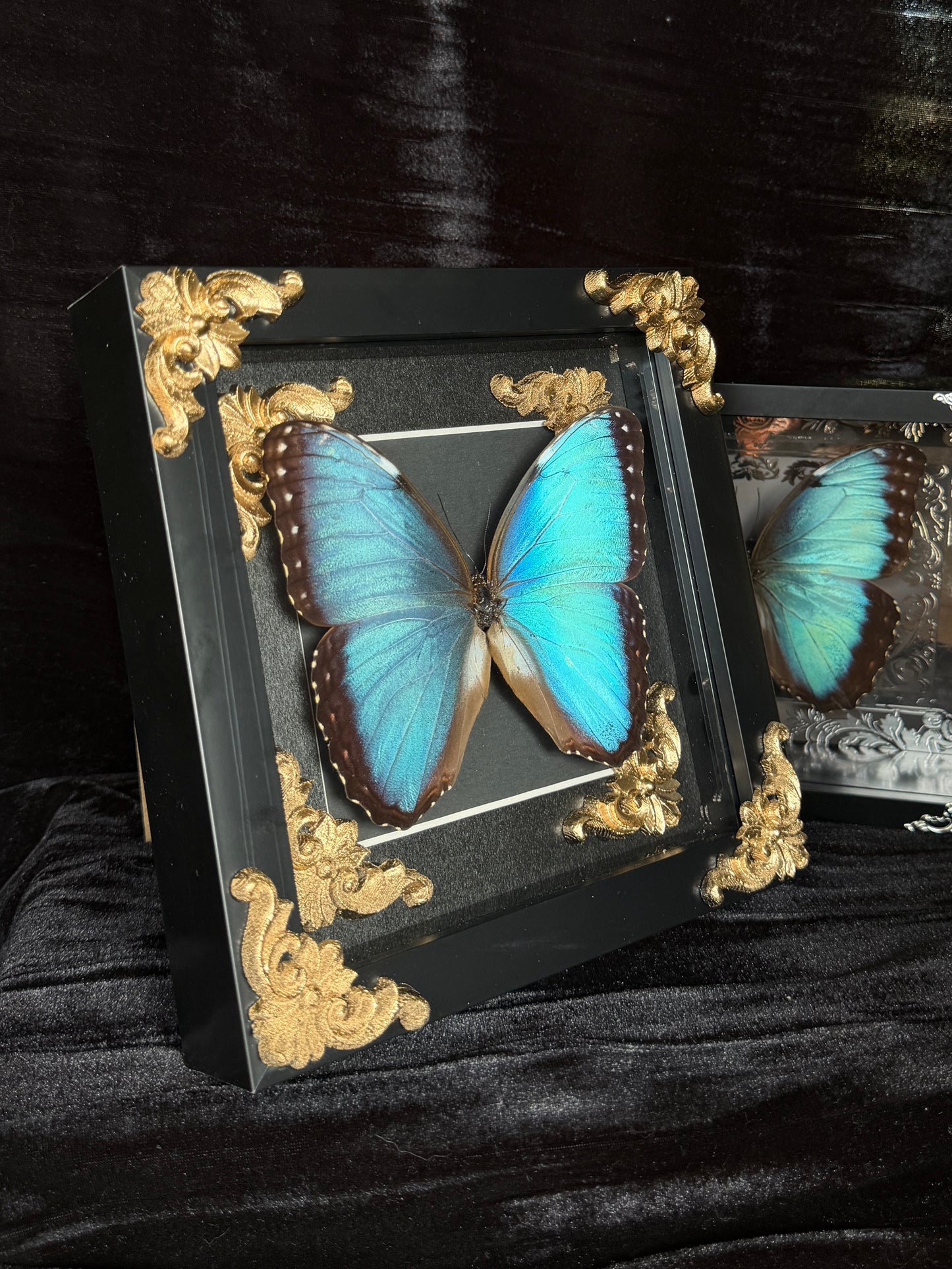 MORPHO BUTTERFLY - Framed Specimen Gold Edition