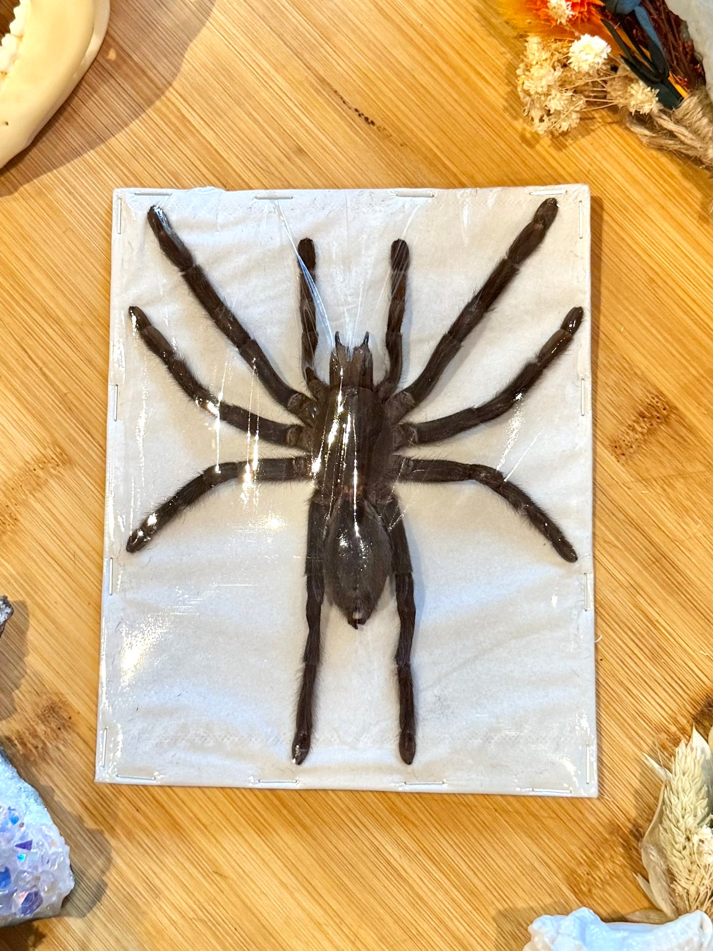 Javan Yellow-kneed Tarantula- Selenocosmia dolichoplectra specimen
