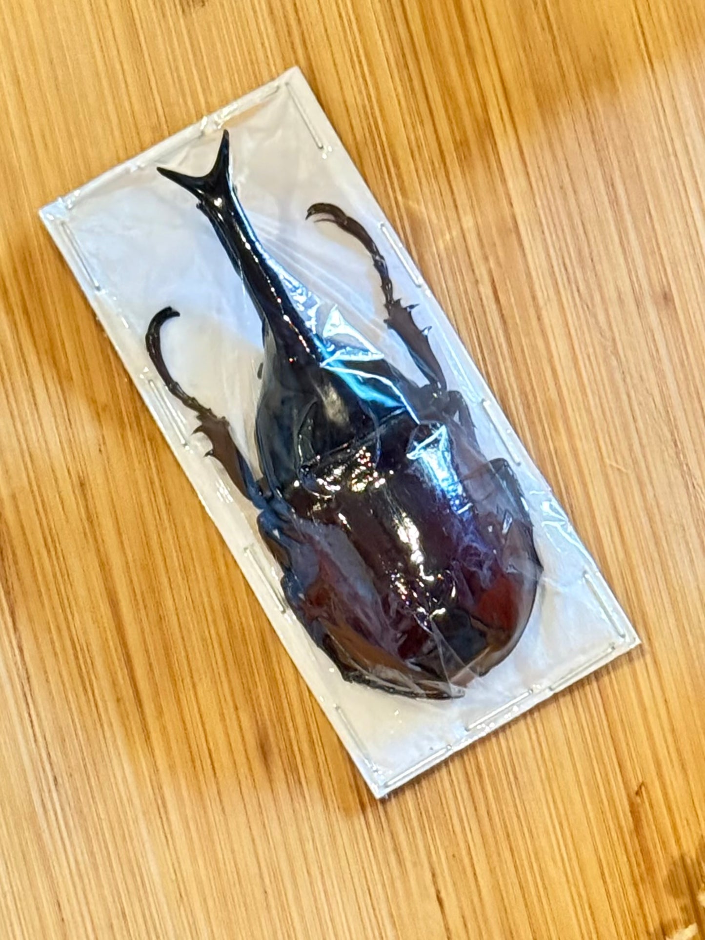 Rhinoceros beetle- Xylotruoes sumatrensis 70mm specimen