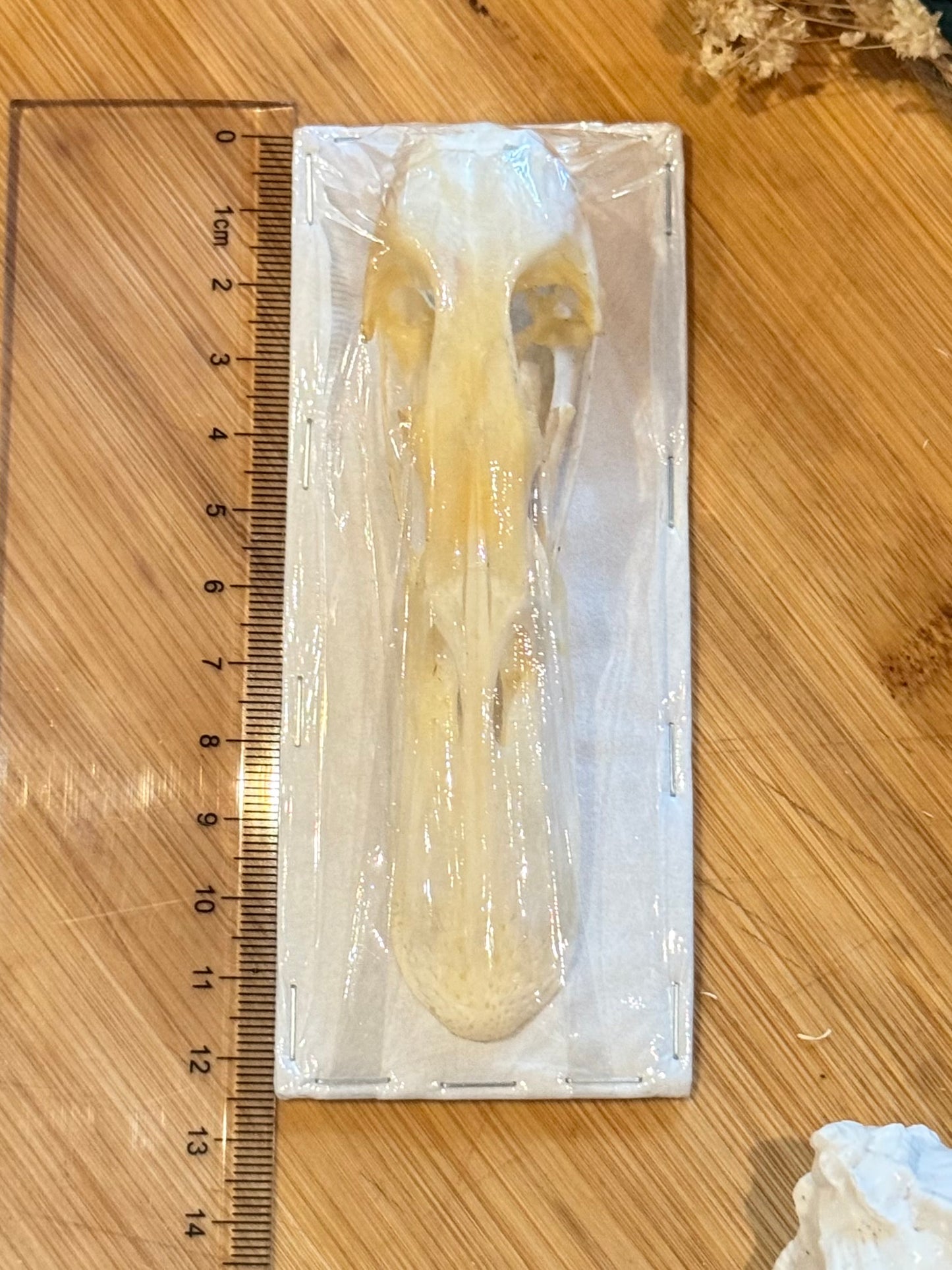 Mallard Duck Skull- Anas platyrhynchos specimen