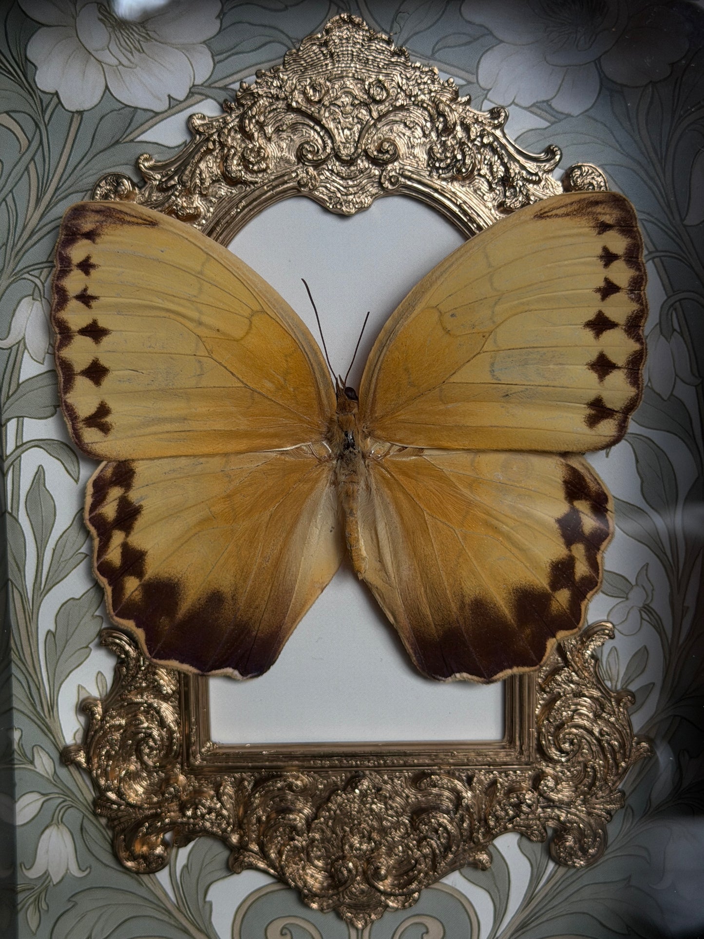 ORANGE-BARRED SULPHUR - Gold Arch Butterfly Frame (broken antenna)