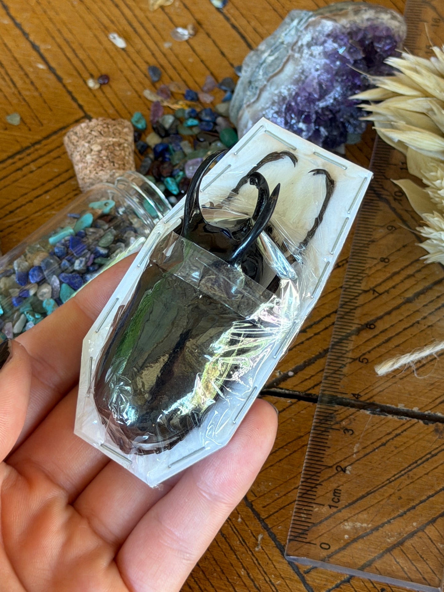 Atlas Beetle - Chalcosoma Atlas Atlas Medium