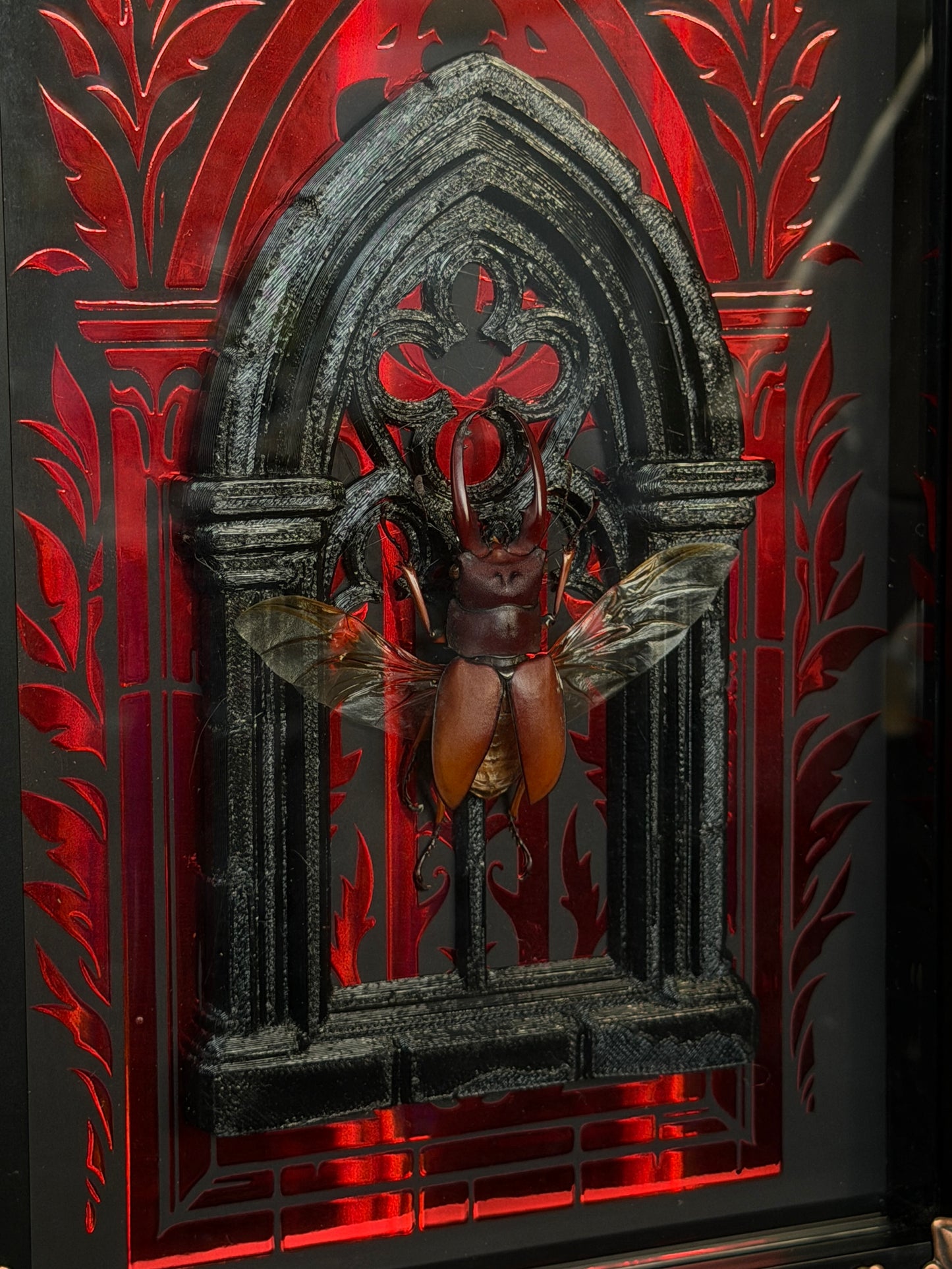 STAG BEETLE framed specimens - name in description
