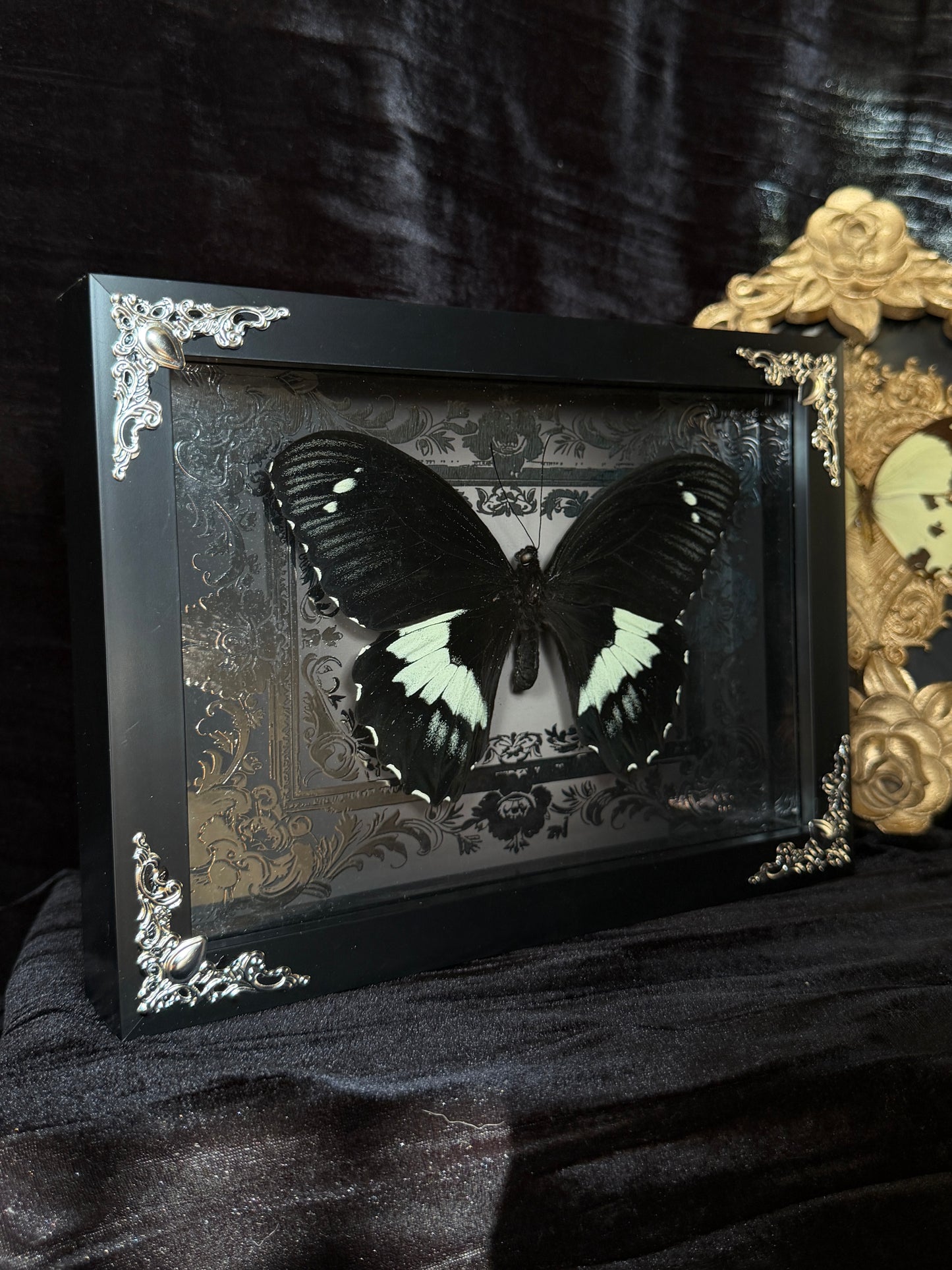 PAPILIO GAMBRISUS - Butterfly Specimen Frame Silver Edition