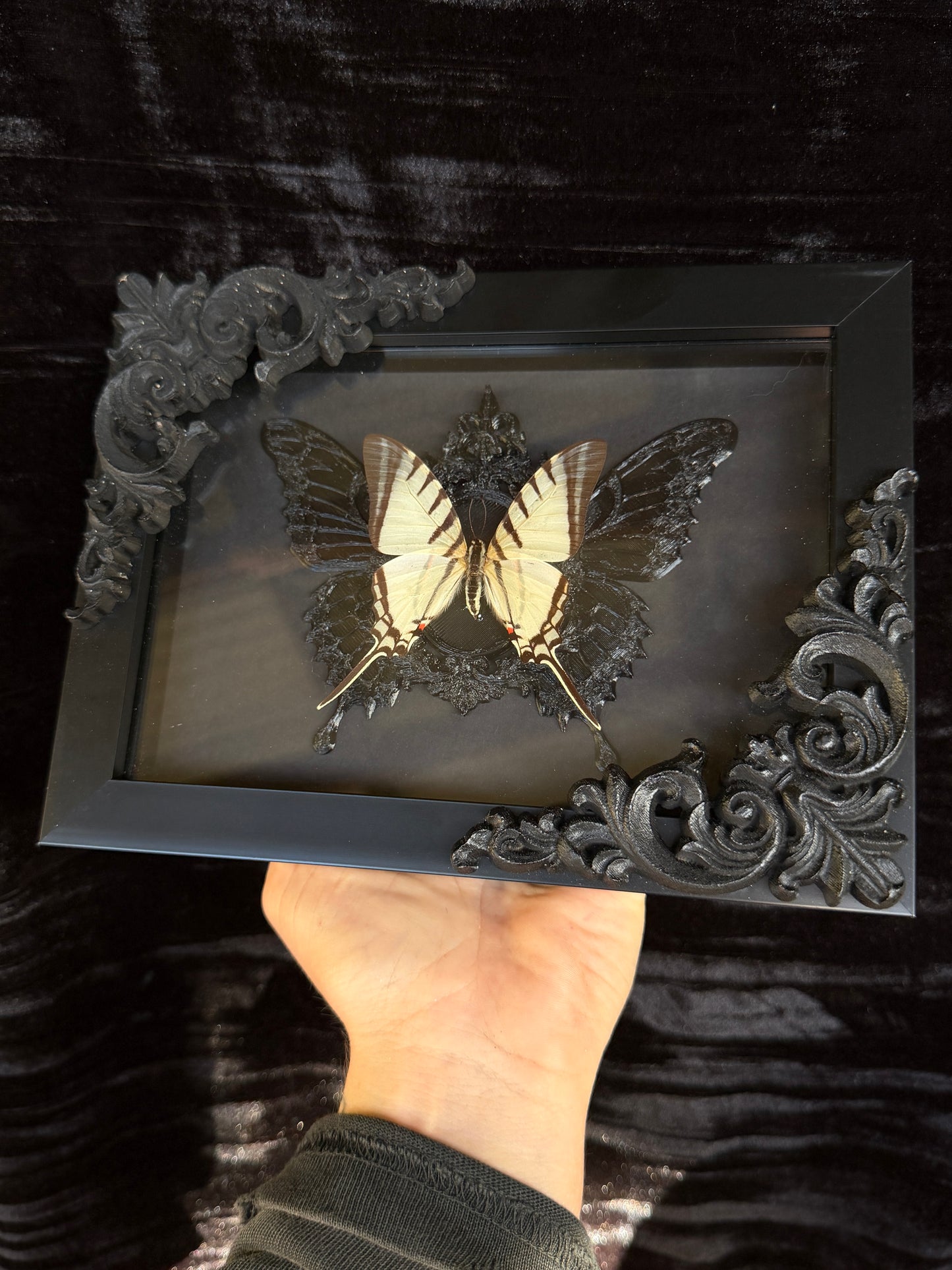WHITE SWALLOWTAIL BUTTERFLY- Framed Specimen