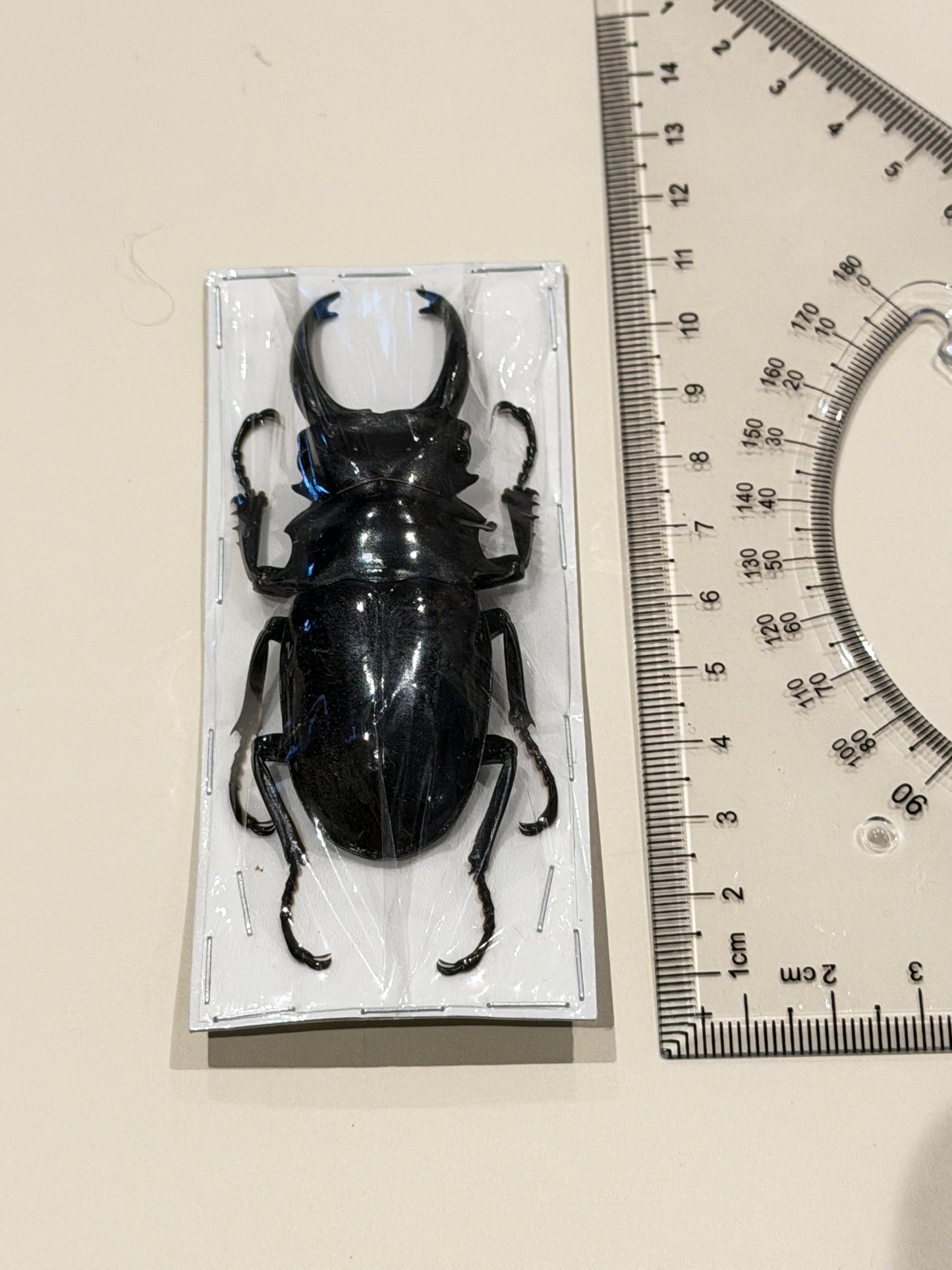 Stag Beetle - Odontolabos Dalmanni