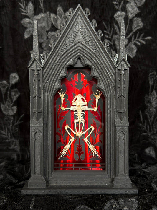 TOAD SKELETON SHADOW BOX
