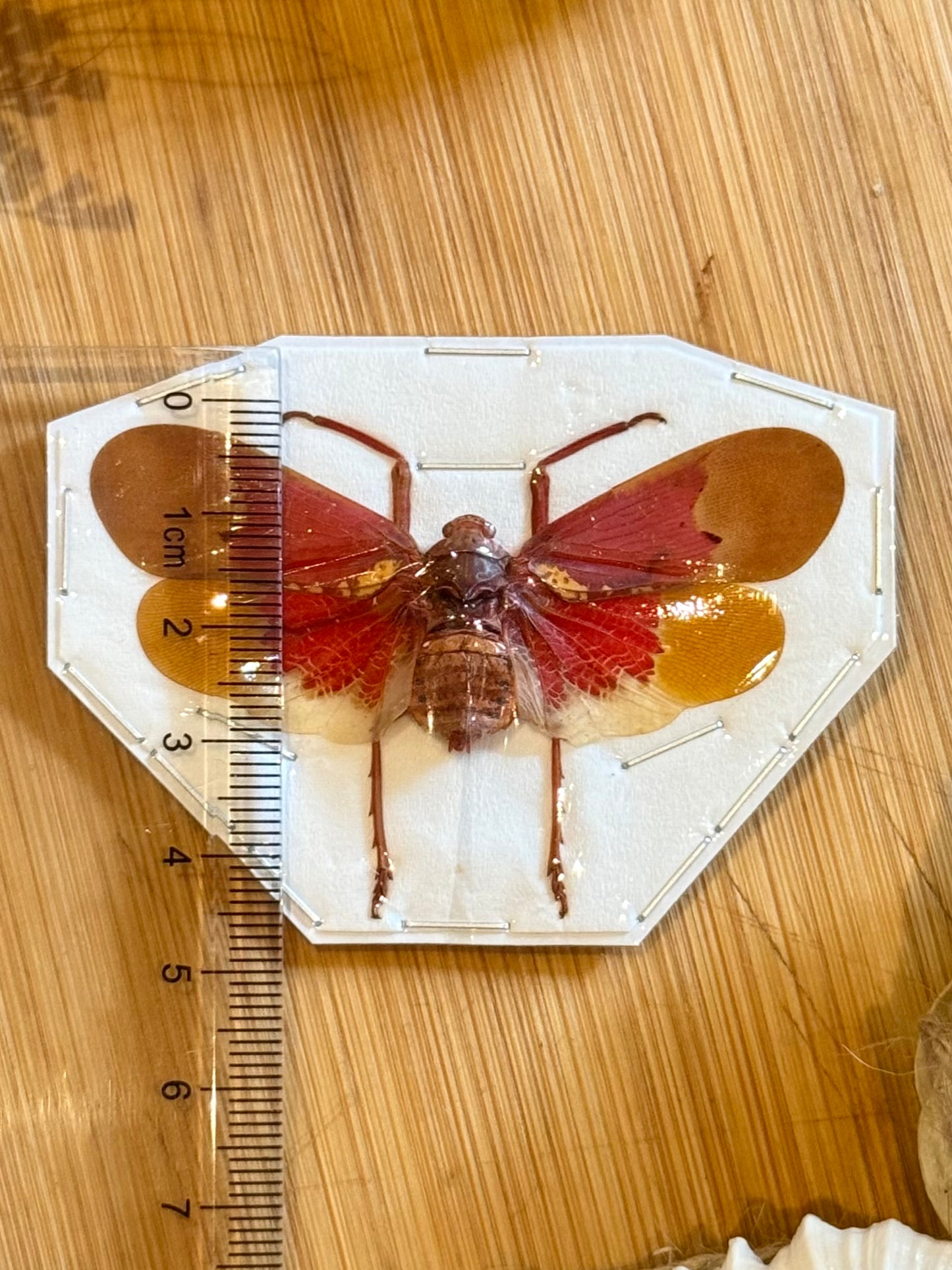 Orange Planthopper- scamandra sanguiflua specimen