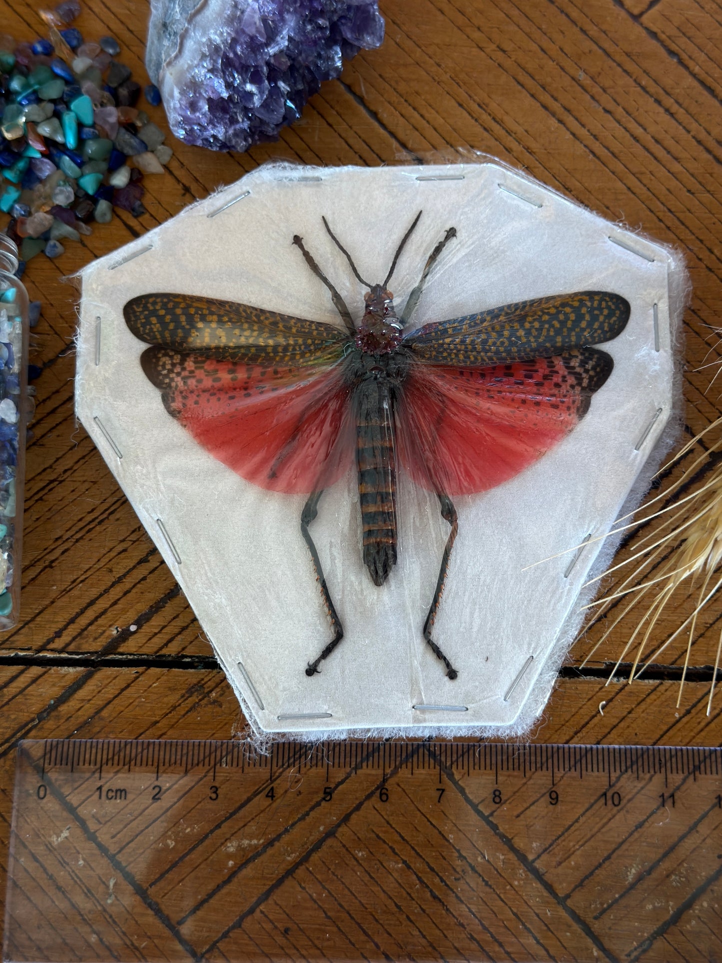 Rainbow Milkweed Locust - Phymateus Saxosus