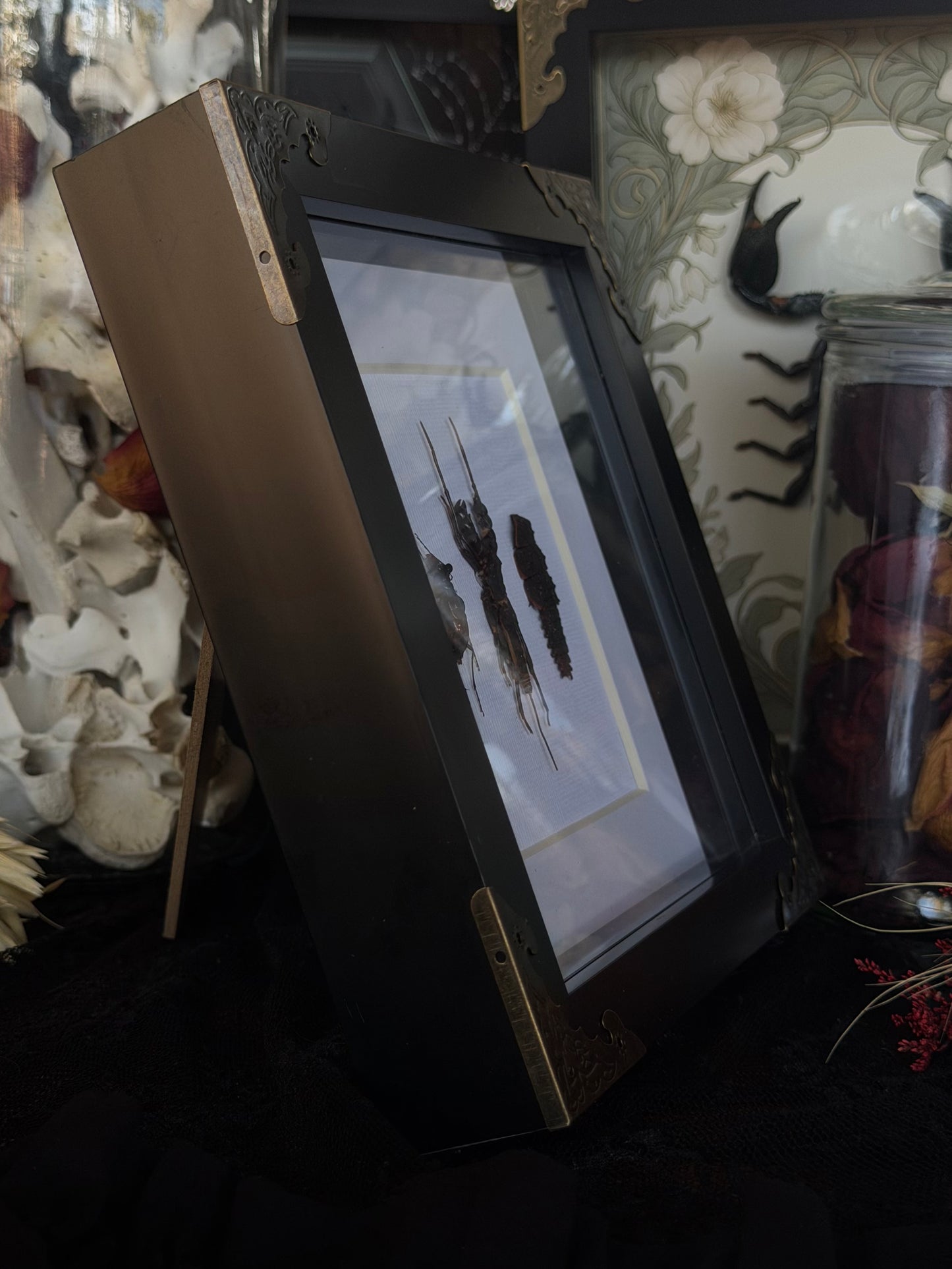 Tiger Beetle, Whip Scorpion & Trilobite TRIO Beetle Framed Specimen - NAMES IN DESCRIPTION